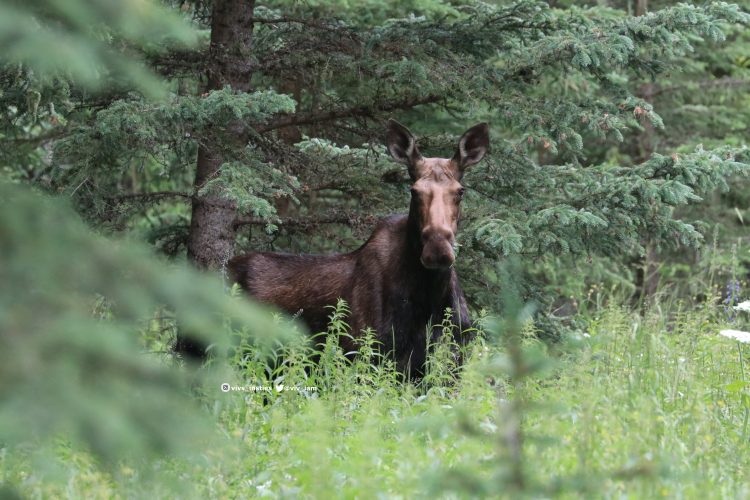 A moose looks directly at the camera from some bushes.