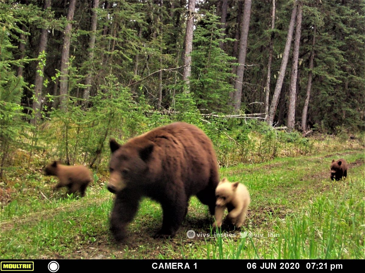 A bear and three cubs walk through the forest.