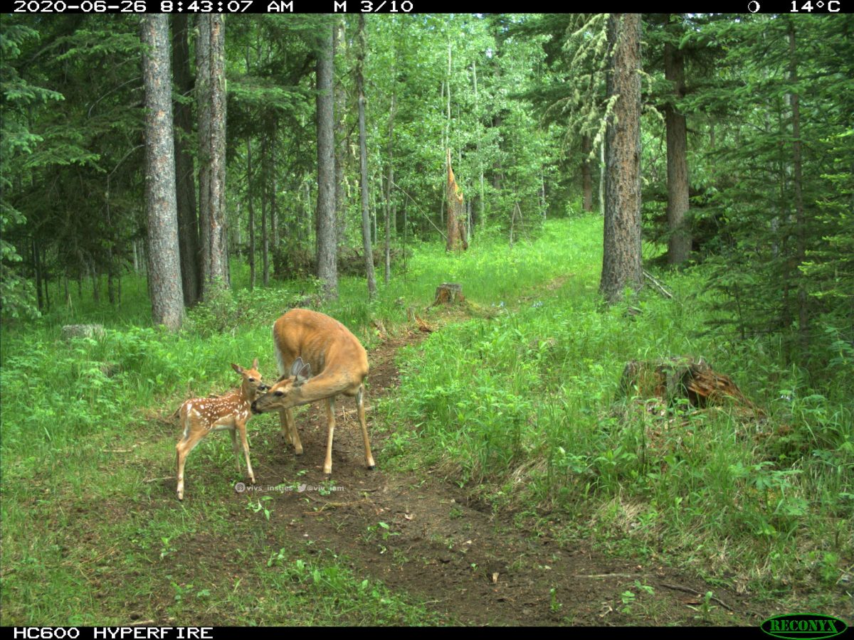 A deer and its fawn stand in the forest.