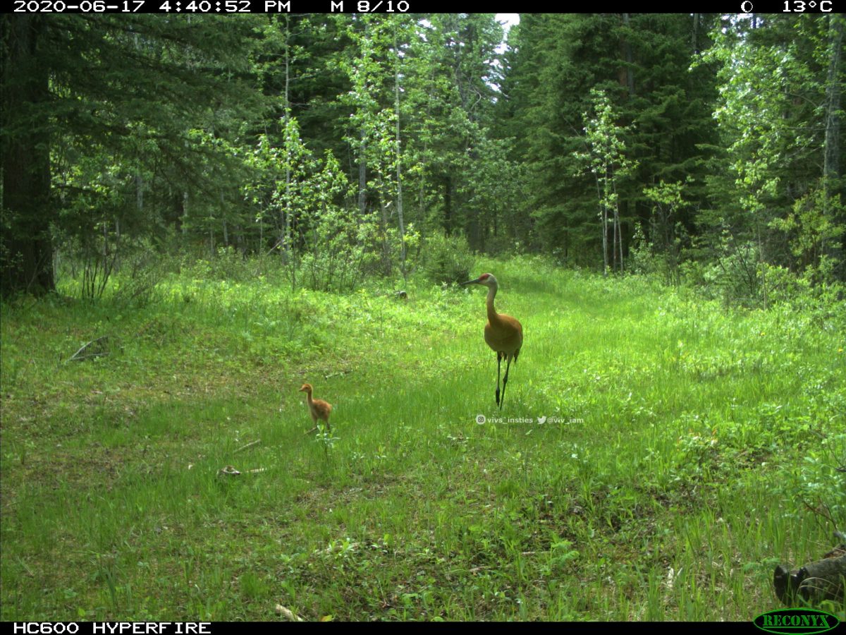A large adult bird and its baby walk through the forest.