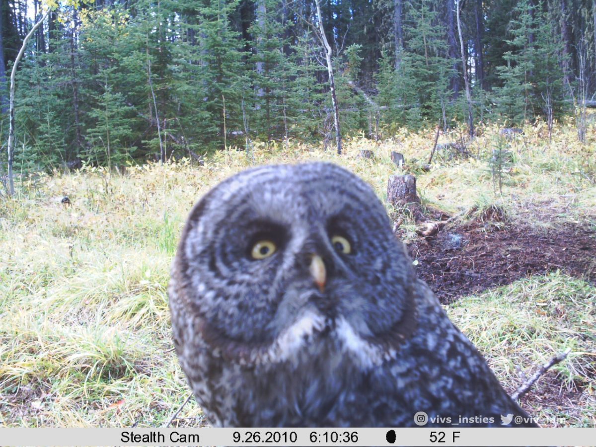 An owl stares directly at the camera.