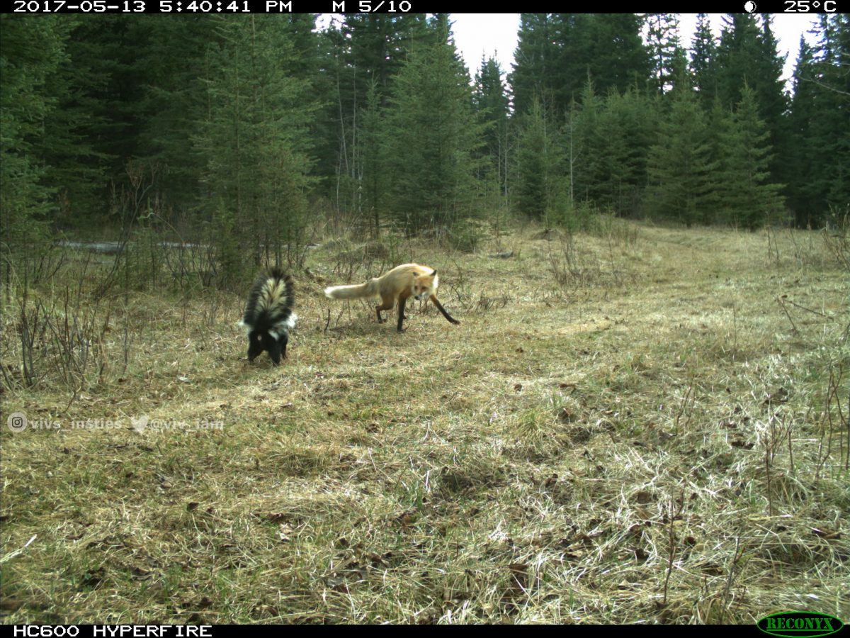 A skunk and fox face off in the forest.
