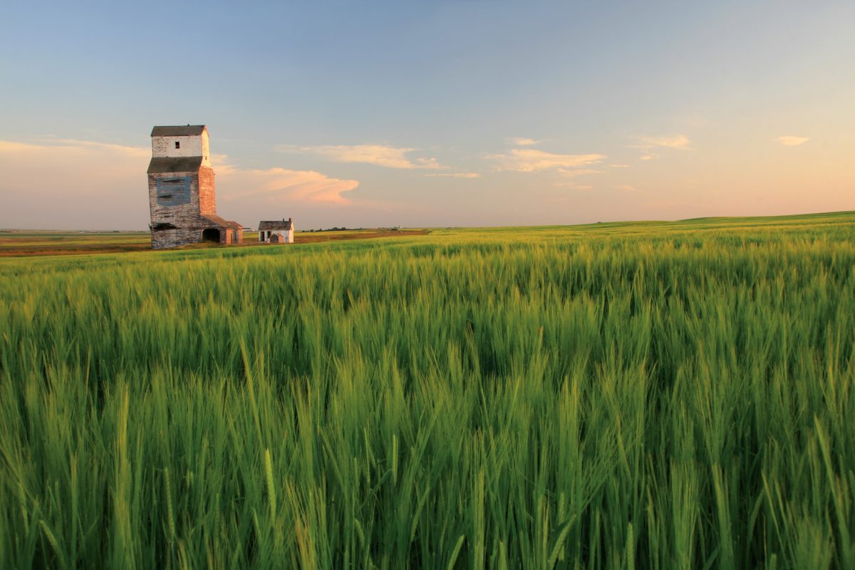 An abandoned grain elevator on the prairie. Wooden grain elevators used to be a common sight on the prairie. Now many have been torn down or are abandoned. This elevator is now gone. It was located near Calgary, Alberta. This rural scenic image also depicts themes of agriculture, wheat, farming, growing, organic, green, crop, unripe, field, prairie, and great plains.